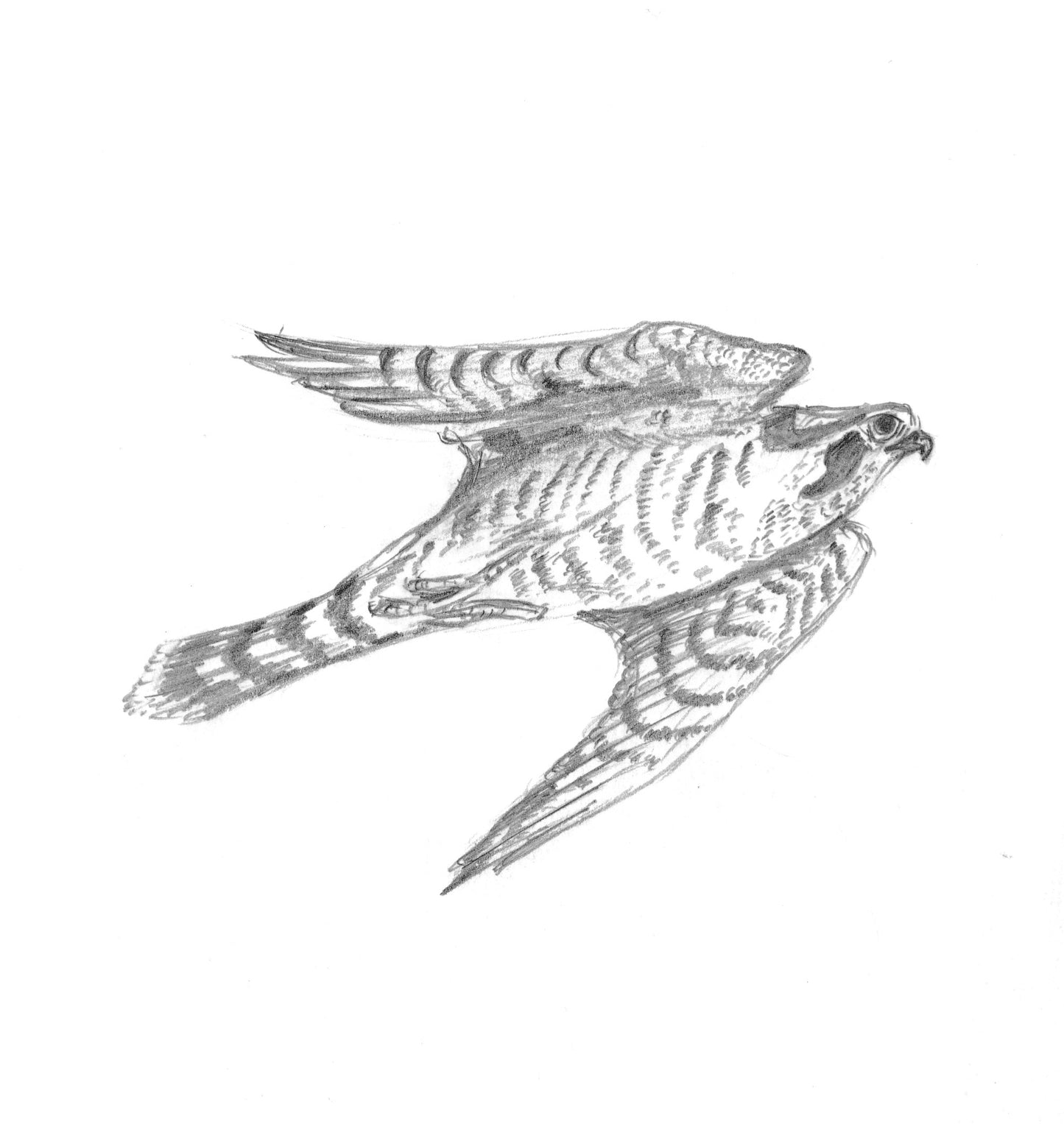 Victoria Eveleigh: Midnight on Lundy (paperback)