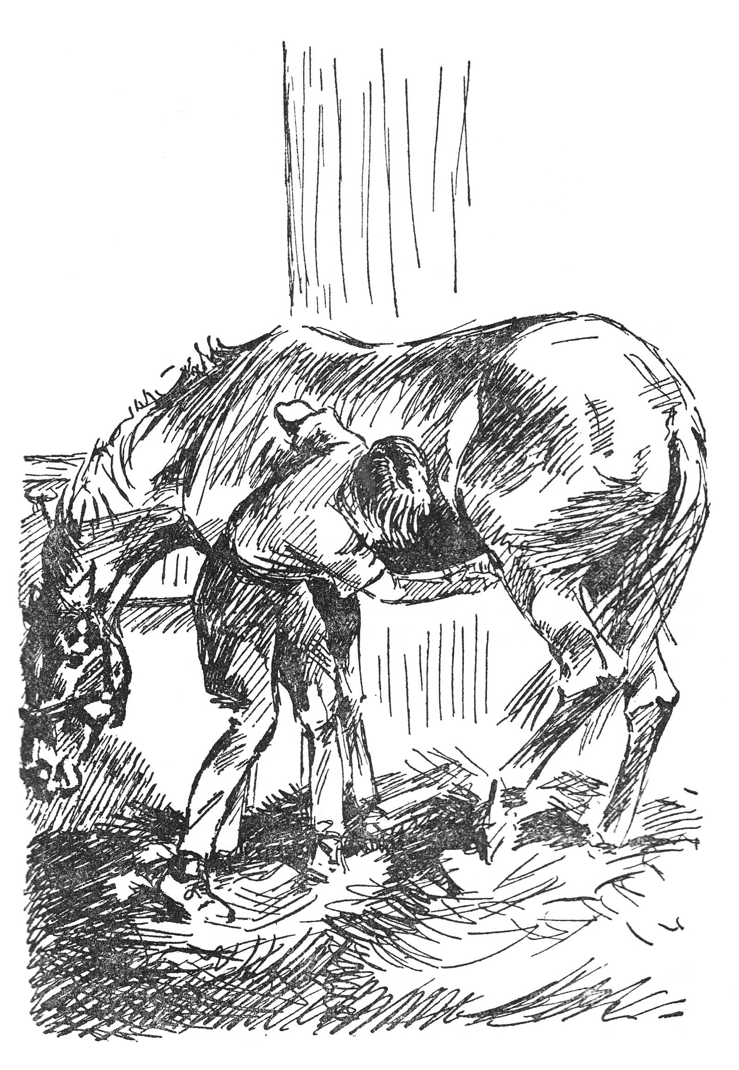 Josephine Pullein-Thompson: The Radney Riding Club (paperback)