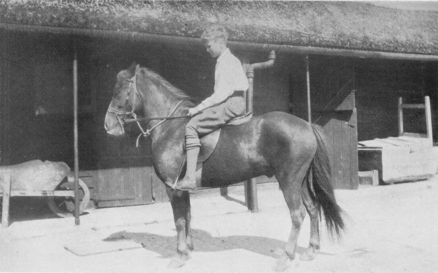 Marjorie Mary Oliver and Eva Ducat: The Ponies of Bunts (paperback)