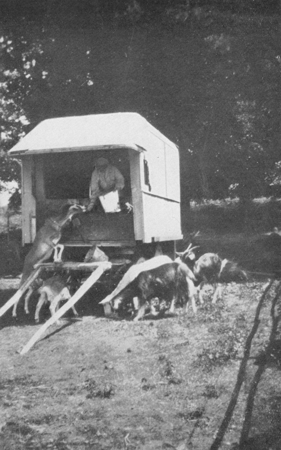 Marjorie Mary Oliver & Eva Ducat: Sea Ponies