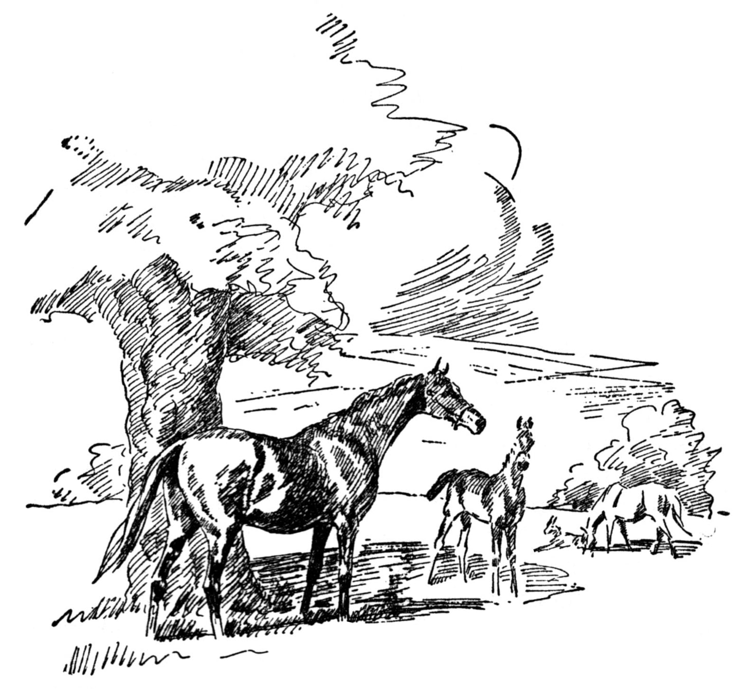 Diana Pullein-Thompson: Three Ponies and Shannan (paperback)